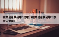藕带是莲藕的哪个部位（藕带是莲藕的哪个部位示意图）
