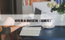 貂和黄鼠狼的区别（貂图片）